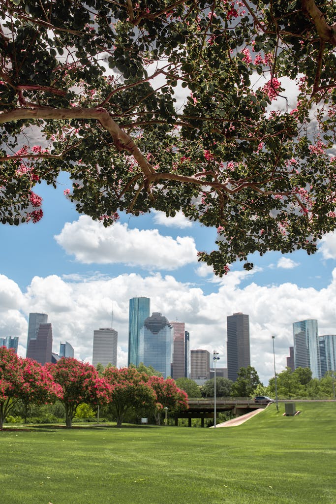 Vibrant Houston skyline framed by blossoming trees in a green park.
